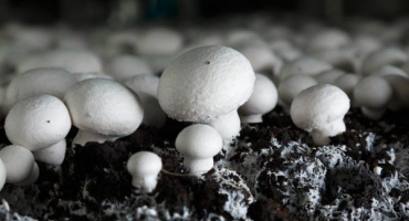 Jak pěstovat houby doma?